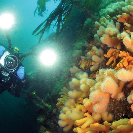 Gulen Dive Resort Dalsøyra Zewnętrze zdjęcie