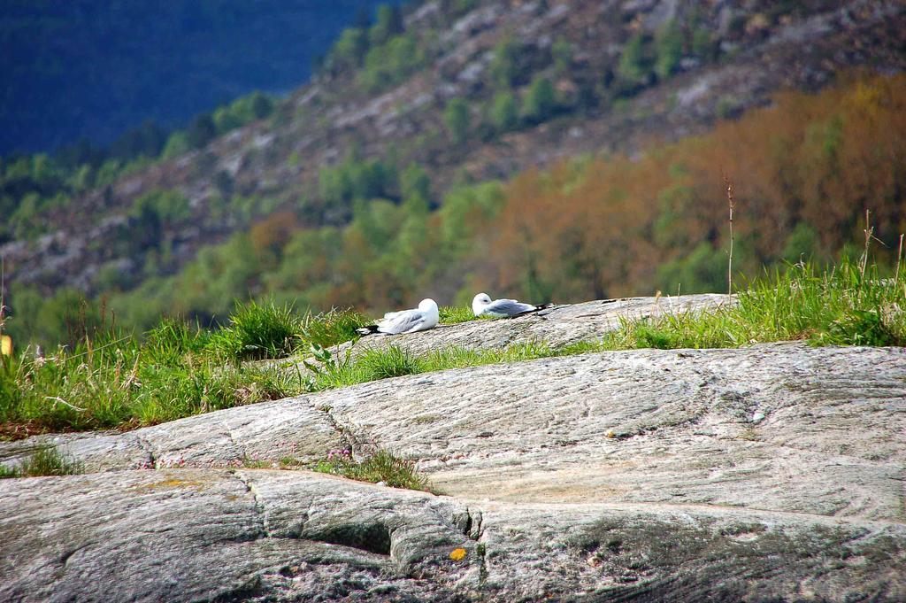 Gulen Dive Resort Dalsøyra Zewnętrze zdjęcie