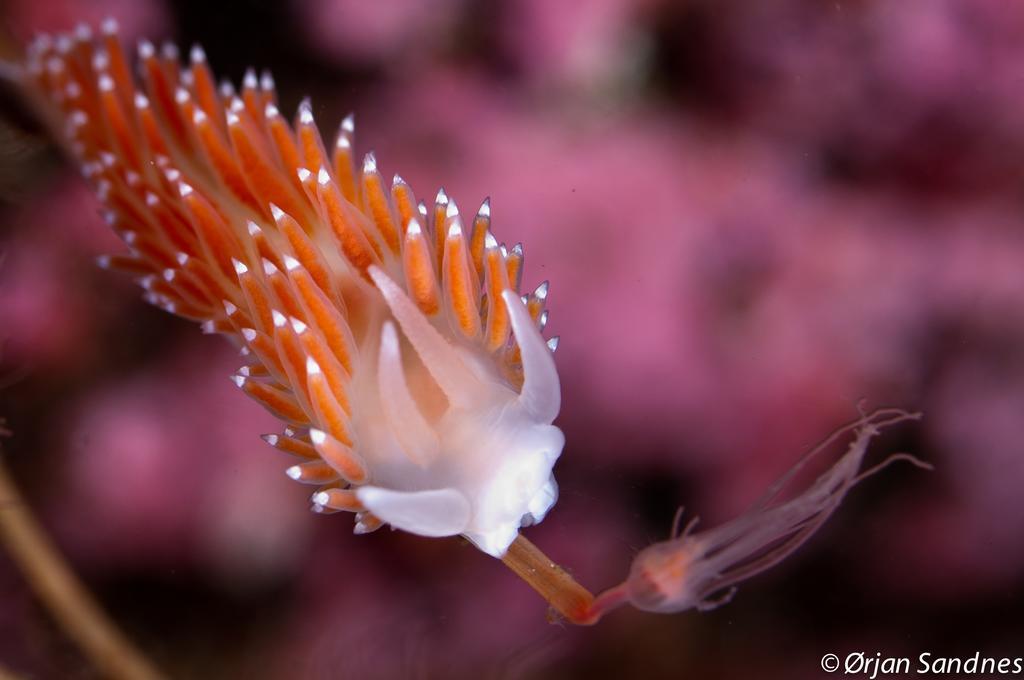 Gulen Dive Resort Dalsøyra Zewnętrze zdjęcie